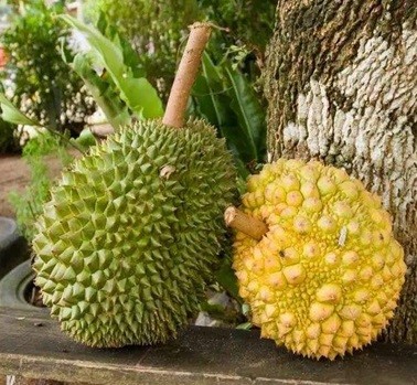 青島是中國(guó)最大的榴蓮集散地，青島地區(qū)目前一天榴蓮的交易量達(dá)240萬(wàn)斤